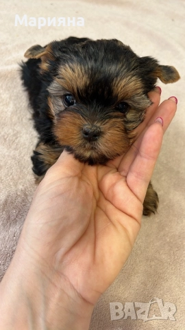 Йоркширски териер-Мини йорки, снимка 5 - Йоркширски териер - 52855047