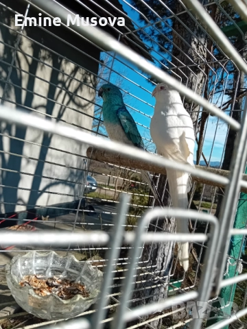 Пойни папагали, снимка 4 - Папагали - 52554141