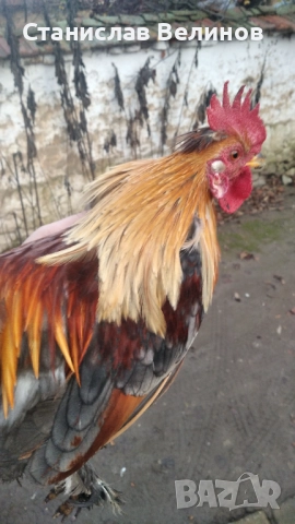 Продавам петлета джинки 