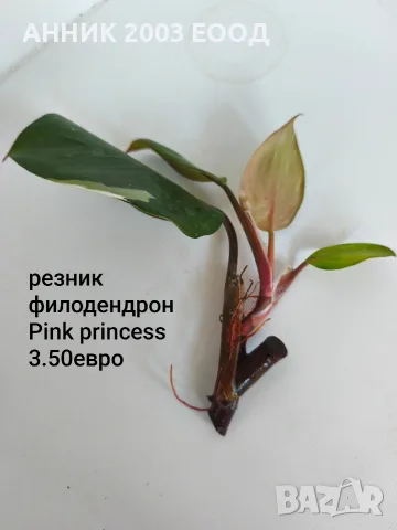 Стайни цветя-монстера,сингониум и др., снимка 14 - Стайни растения - 56204939