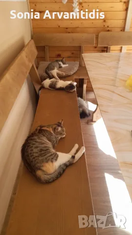 Котета 3 м. Родени 17.7, снимка 2 - Други - 56440620