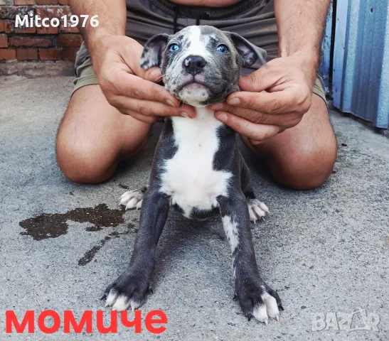 Pitbul-Питбул-Pitbul, снимка 9 - Питбул - 55892121
