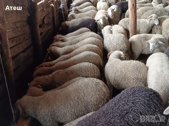 звиски шилета за продан 