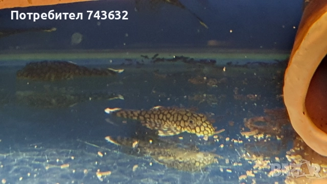 Анциструс Wabenmunster (пчелна пита), снимка 3 - Рибки - 52463705