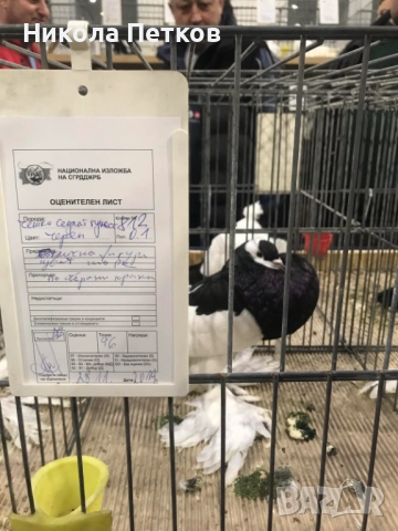 Седлати болани, снимка 4 - Гълъби - 52189433