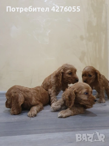 чистокръвни Кокер Шпаньоли, снимка 2 - Кокер шпаньол - 53301156