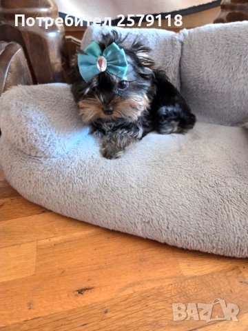 йоркширски териер, снимка 6 - Йоркширски териер - 54294247