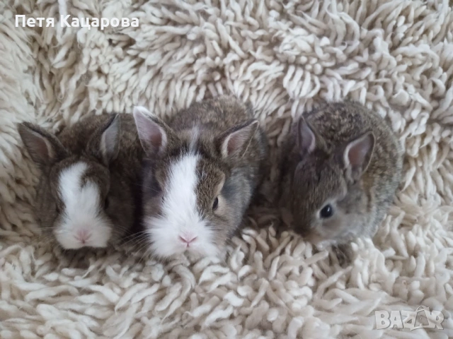 Прозавам декоративни зайчета, снимка 3 - Декоративни зайчета - 53955203