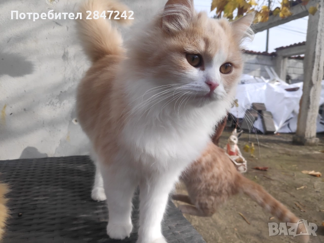 Беж пух, снимка 2 - Персийска - 52290620