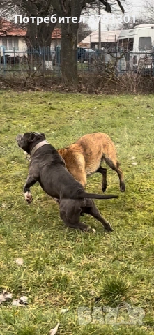 Мъжки Bully Line Pit (Pit40%/Bully60% Mix) за разплод. , снимка 5 - Питбул - 54136845