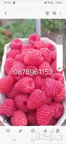 Разсад ягоди и малини , снимка 5 - Разсади - 49802462