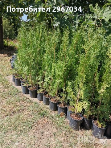 туя фастигията 0.90см до 1.метър цена 5лева 