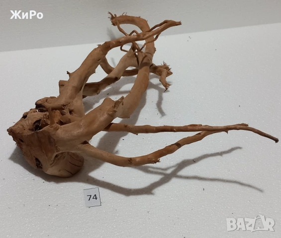 Корен от Азалия /декорация/ 74, снимка 3 - Други - 54102579