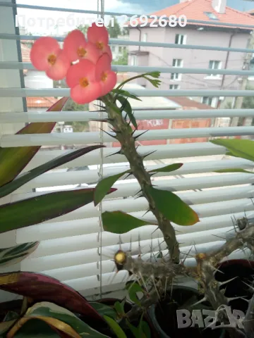 Традесканция рео, кротон,христов венец и други цветя/бамбук/цени в описанието , снимка 6 - Стайни растения - 50184776