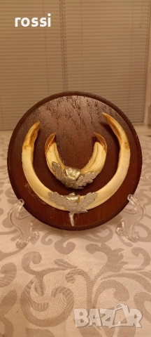 Красиви немски трофеи диво прасе, документ, трофей, снимка 9 - Колекции - 44200959