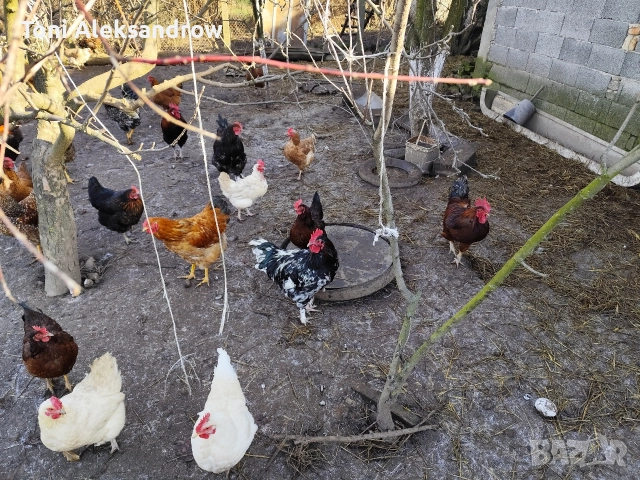 Младите домашни петлета, снимка 2 - Кокошки и пуйки - 52816448