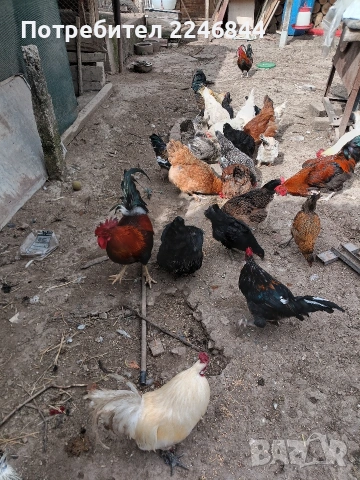 Продавам декоративни петли и кокошки, снимка 4 - Кокошки и пуйки - 53910046