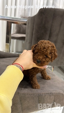 Момченце и момиченца той пудел, снимка 9 - Пудели - 52660405