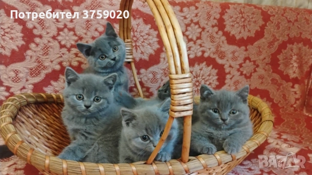 Британска късокосместа