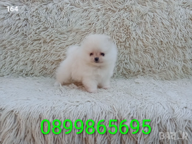 Мъжки Померан. Реални снимки от 06.04.26 г. 