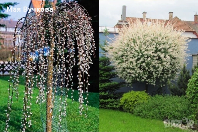 Комплект 2бр върби - плачеща и пъстролиста