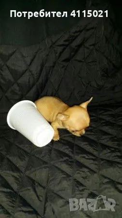 Мини чихуахуа, снимка 3 - Чихуахуа - 45990587