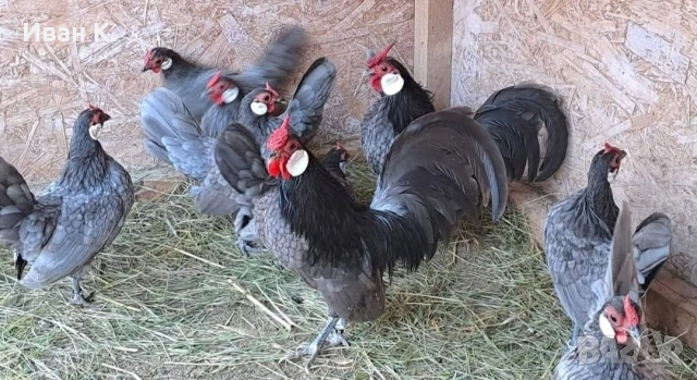 Продавам син Розкомби. , снимка 14 - Кокошки и пуйки - 53252380