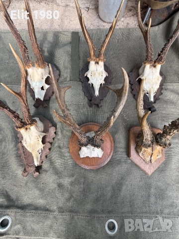 Продавам ловни трофей , снимка 2 - Ловно оръжие - 52653033