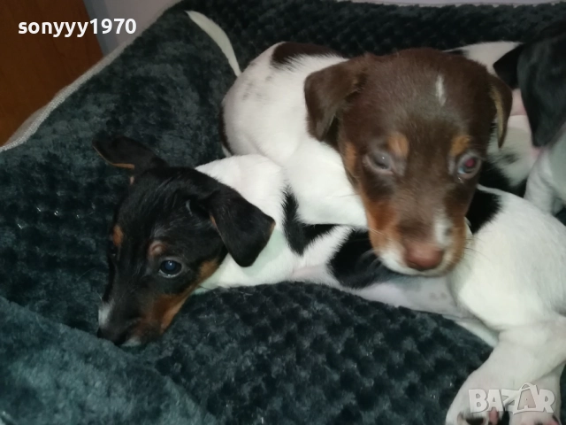 ДЖАК РЪСЕЛ 250ЛВ ЗА БРОЙ 2709251829, снимка 9 - Джак ръсел териер - 51859010