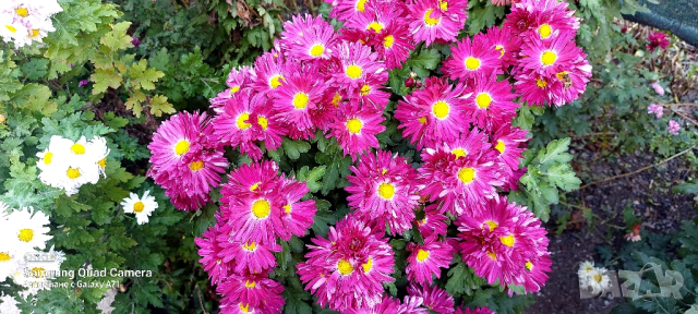 Продавам различни видове хризантеми , снимка 18 - Градински цветя и растения - 44752282