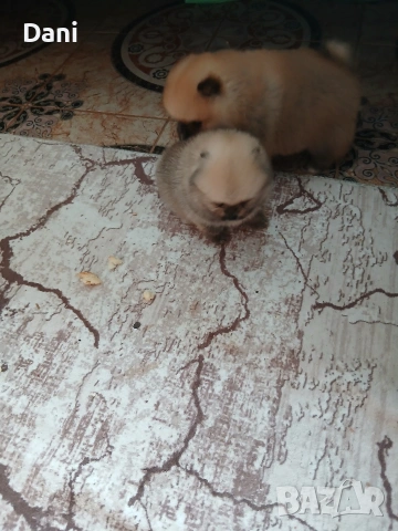 Mini pomeran, снимка 6 - Померан - 53295995
