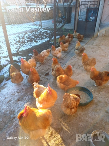 Яйца за люпене от орпингтон, снимка 3 - други­ - 53168644