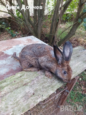 Продавам зайци , снимка 6 - Други животни - 51750940