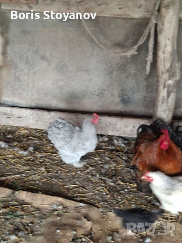 3 чифта мини кохин