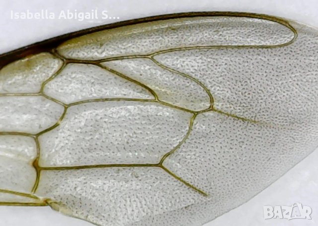 1600х Микроскоп eTop USBM-003 , снимка 3 - Друга електроника - 30380620