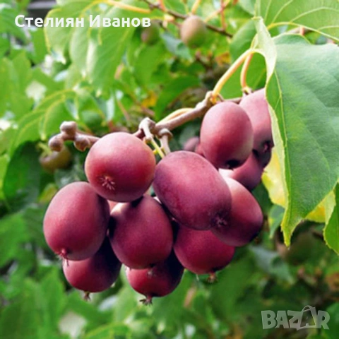 Розово голо, студоустойчиво, самоопрашващо се киви (Actinidia arguta 'Ken's Red')