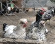Катунски петли и кокошки, снимка 4