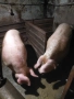 продавам 2 прасета, снимка 3