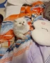 Британско дългокосместо коте, снимка 12