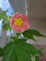розов абутилон , снимка 1
