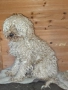 Продавам 3 мини пуделчета – момичета, 8 месеца , снимка 6