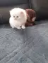 МНОГО,МНОГО СЛАДИЧКО БЕБЕНЦЕ, снимка 3