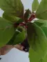 Колерия, kohleria red, снимка 4