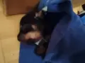 Чиху пинчерчета , снимка 4