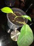 Philodendron Squamiferum , снимка 1 - Стайни растения - 42499825