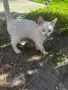 Бели котета- Турска ангора, снимка 7