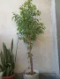 Фикус бенджамин 170см, драцена 120см, снимка 9