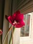 Луковици Амарилис, снимка 2