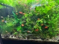 Коридорас Венецуела – най-често Orange или Black, снимка 9