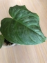 Philodendron Majestic , снимка 3